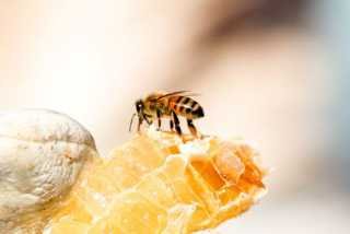 Effekterna av honung hos patienter  med typ 2 diabetes