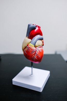 Modell av hjärtan